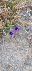 Monopsis debilis