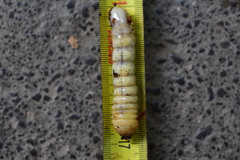 Cerambycoidea