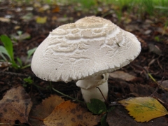 Leucoagaricus