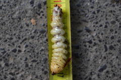 Cerambycoidea