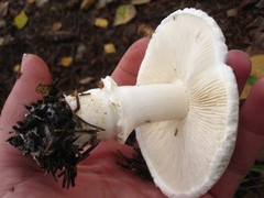 Leucoagaricus