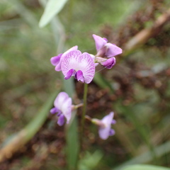 Glycine tabacina