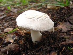 Leucoagaricus