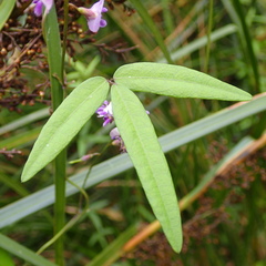 Glycine tabacina