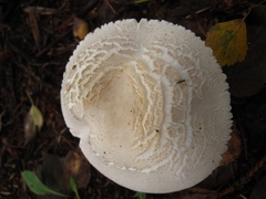 Leucoagaricus