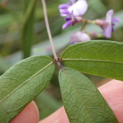Glycine tabacina