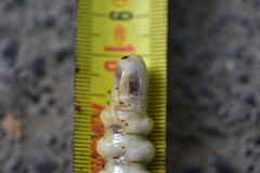 Cerambycoidea