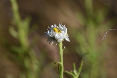 Polycalymma stuartii