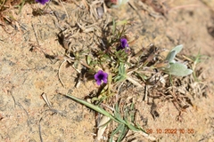 Monopsis debilis