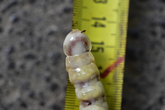 Cerambycoidea