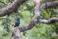 Phoeniculus purpureus