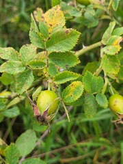 Rosa corymbifera
