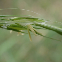 Microlaena stipoides