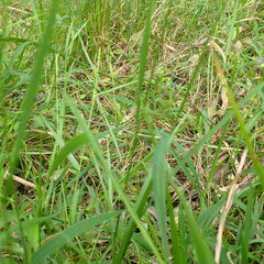 Microlaena stipoides