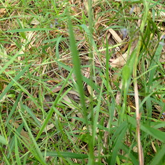 Microlaena stipoides