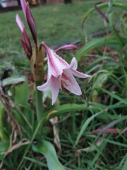 Crinum bulbispermum