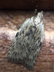 Phaeosaces compsotypa
