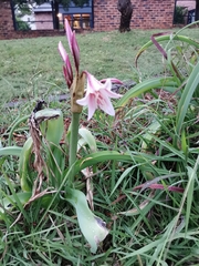 Crinum bulbispermum