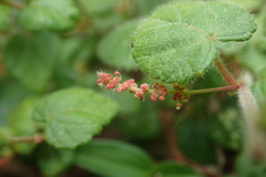 Acalypha capensis