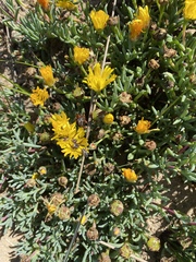 Lampranthus explanatus