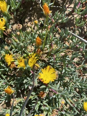 Lampranthus explanatus