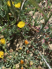 Lampranthus explanatus