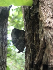 Heteronympha mirifica