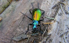 Carabus rutilans