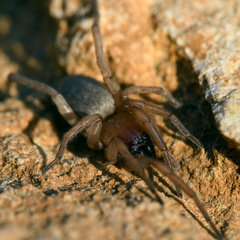 Haplodrassus