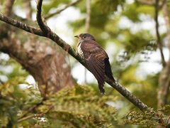 Cuculus micropterus