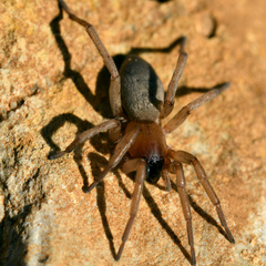 Haplodrassus
