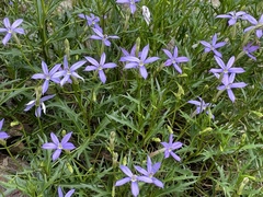 Lithotoma axillaris