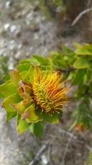 Leucospermum oleifolium