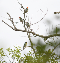 Psilopogon haemacephalus