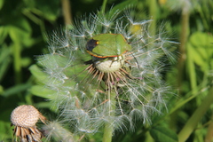 Chlorochroa
