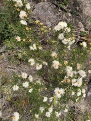 Melaleuca squarrosa