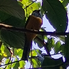 Trogon caligatus