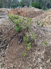 Lagerstroemia indica