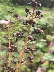 Scrophularia auriculata