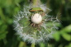 Chlorochroa