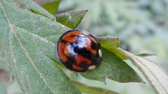Aiolocaria hexaspilota