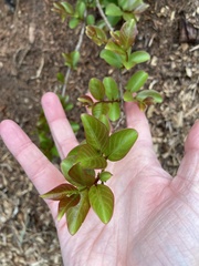 Lagerstroemia indica