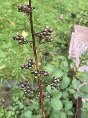 Scrophularia auriculata