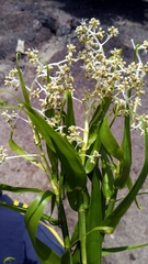 Flagellaria