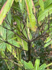 Euphorbia mellifera