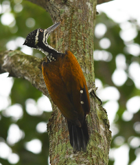 Chrysocolaptes guttacristatus