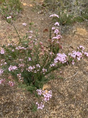 Verticordia plumosa