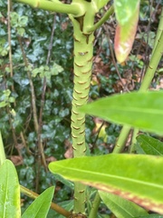 Euphorbia mellifera