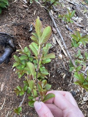 Lagerstroemia indica
