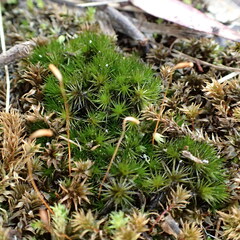 Campylopus introflexus